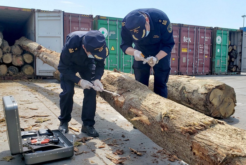 大窑湾海关畅通进口原木供应链图